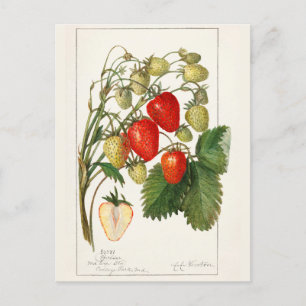 Carte Postale Fraises (Fragaria) Aquarelle de fruits Peinture