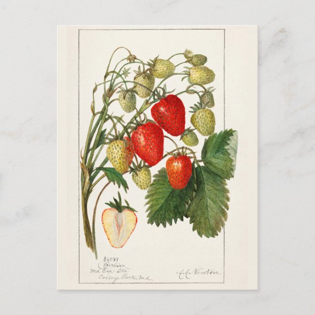 Carte Postale Fraises (Fragaria) Aquarelle de fruits Peinture (Devant)