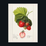 Carte Postale Fraises (Fragaria) Aquarelle de fruits Peinture<br><div class="desc">Fraises (Fragaria) (1909) par Deborah Griscom Passmore.</div>
