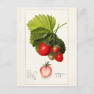 Carte Postale Fraises (Fragaria) Peinture à l'aquarelle de fruit