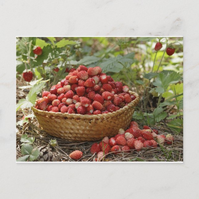 Carte Postale fraises sauvages (Devant)