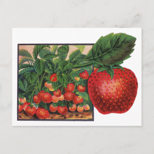 Carte Postale Fraises vintages, Plantes de fraises sur une ferme