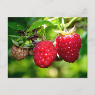 Carte Postale Framboise