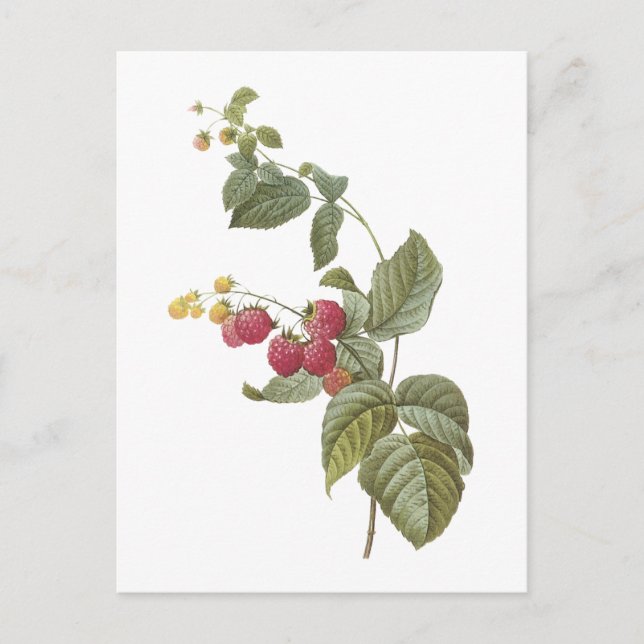 Carte Postale framboise (espèces de Rubus) par Redouté (Devant)