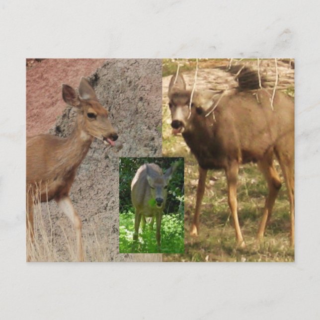 Carte Postale Framboises de cerfs III (Devant)