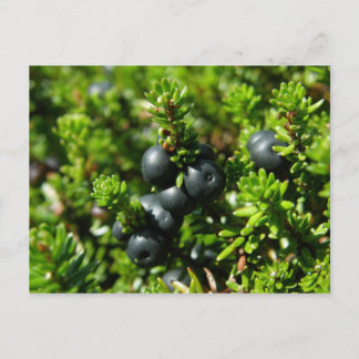 Carte Postale Framboises de l'île Unalaska
