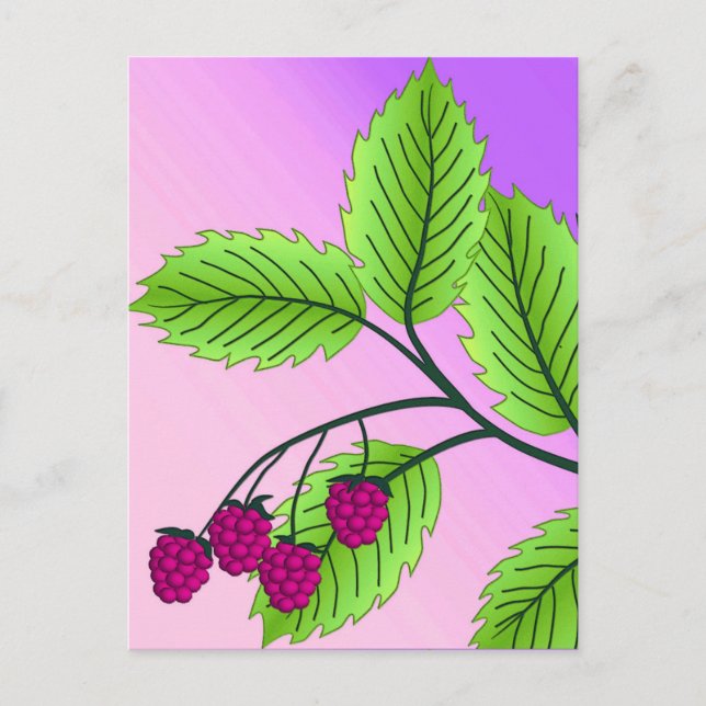 Carte Postale Framboises sur une branche (Devant)