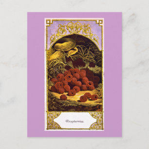 Carte Postale Framboises - Vintage Ad 1874