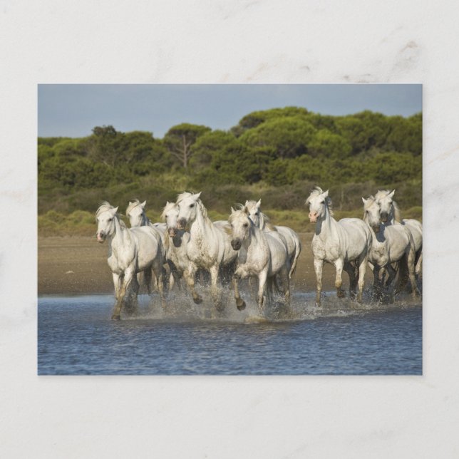 Carte Postale France, Camargue. Horses run through the estuary 3 (Devant)