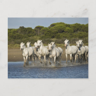 Carte Postale France, Camargue. Horses run through the estuary 3