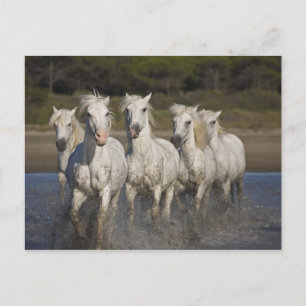 Carte Postale France, Camargue. Les chevaux courent à travers le