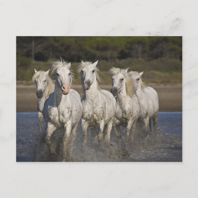 Carte Postale France, Camargue. Les chevaux courent à travers le (Devant)
