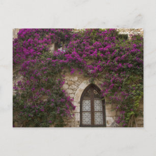 Carte Postale France, Provence, Èze. Rose vif