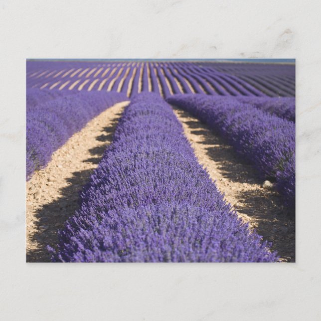 Carte Postale France, Provence. Rangées de lavande en fleurs. 3 (Devant)