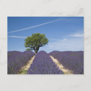 Carte Postale France, Provence. Rangées de lavande en fleurs. 4