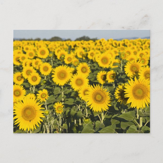 Carte Postale France, Provence, Valensole. Champ de (Devant)