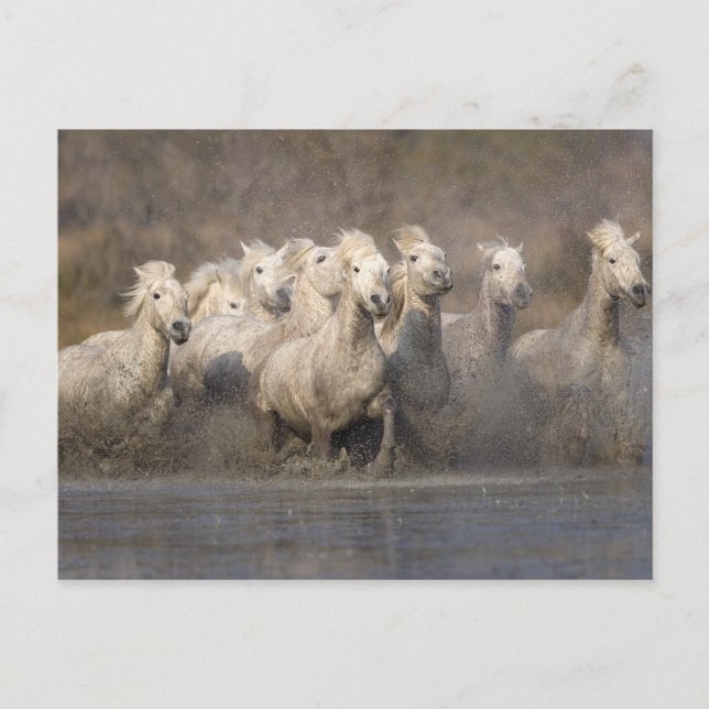 Carte Postale France, Provence. White Camargue horses running (Devant)