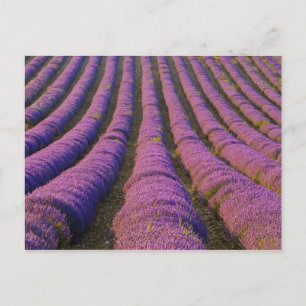 Carte Postale France, région Provence. Rangées ordonnées de