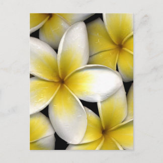 Carte Postale Frangipani