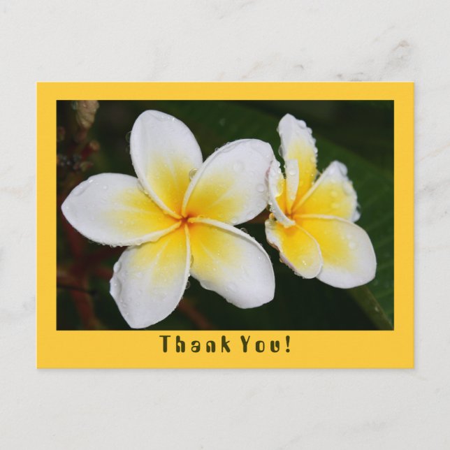 Carte Postale Frangipani (Devant)