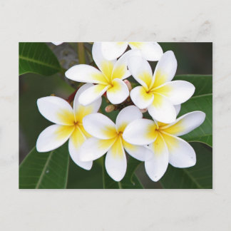 Carte Postale Frangipani