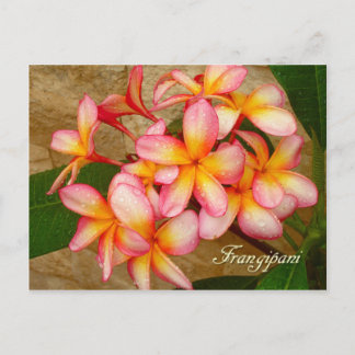 Carte Postale Frangipani