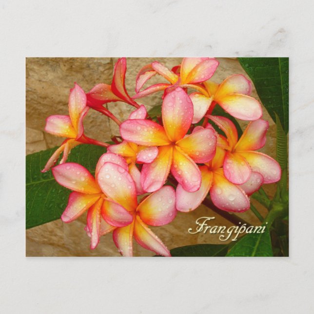 Carte Postale Frangipani (Devant)