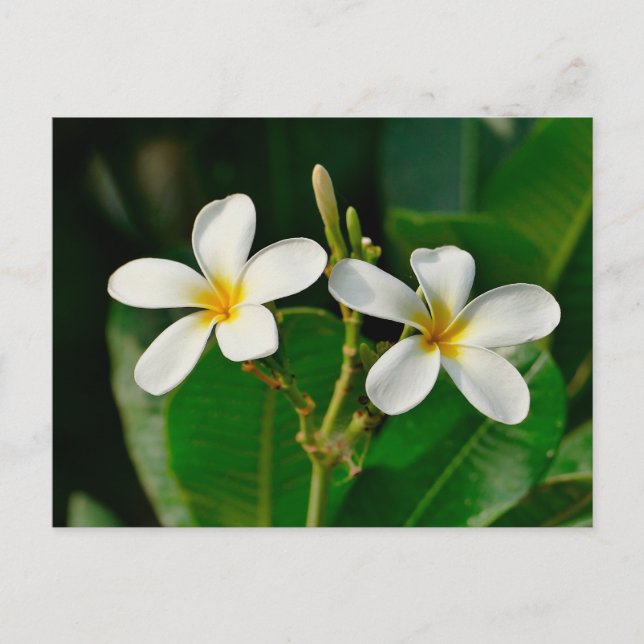 Carte Postale Frangipani blanc (Devant)
