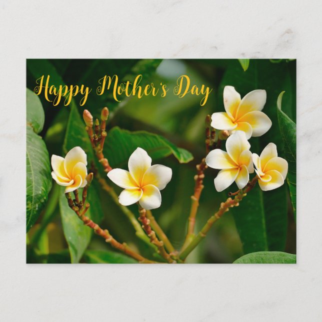 Carte Postale Frangipani jaune (Devant)