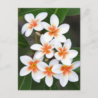 Carte Postale frangipani orange et blanc
