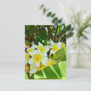 Carte Postale Frangipanis Jaune Cultivant Sur Un Arbre,