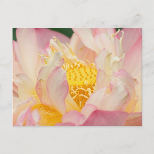 Carte Postale Franklin NC, jardin d'eau de Perry, Lotus avec (Devant)