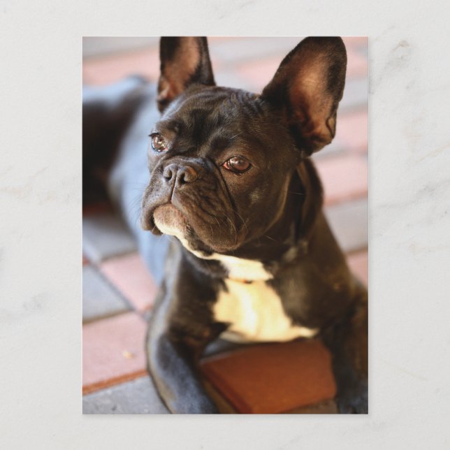 Carte Postale Französisch Bulldog (Devant)