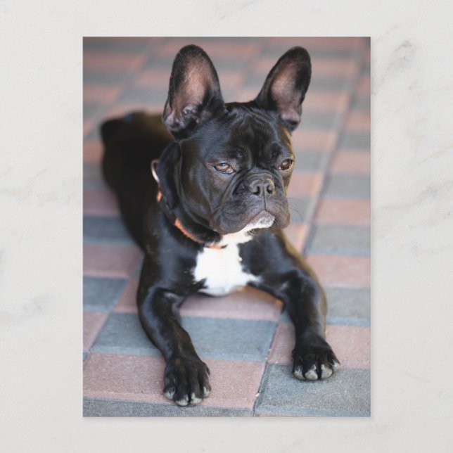 Carte Postale Französisch Bulldog (Devant)
