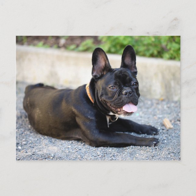 Carte Postale Französisch Bulldog (Devant)