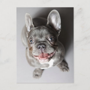 Carte Postale Französische Bulldogge