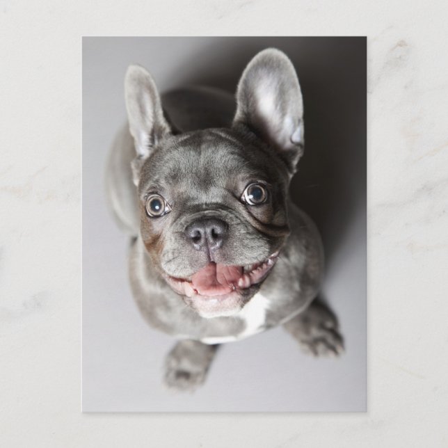 Carte Postale Französische Bulldogge (Devant)