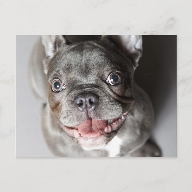 Carte Postale Französische Bulldogge (Devant)