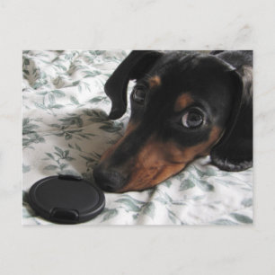 Carte Postale Frappe de Digger à un Poteau