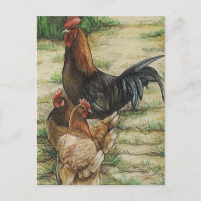 Carte Postale "Free Range" Rooster & 2 Hens Postcard (Devant)