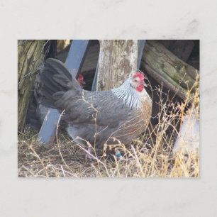 Carte Postale Free Range Silver Grey Dorking Hen