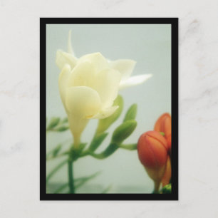Carte Postale Freesias