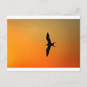 Carte Postale Frégate superbe volant coucher de soleil orange