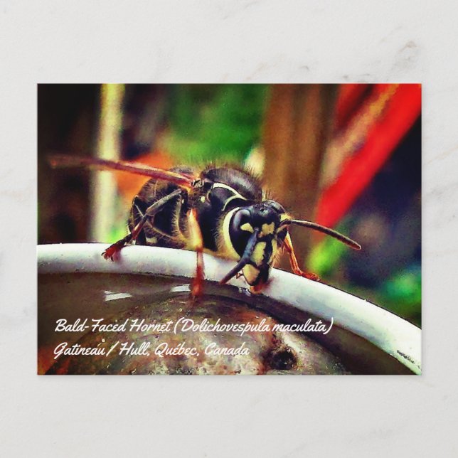 Carte Postale Frelon à face blanche (Dolichovespula maculata) Gu (Devant)