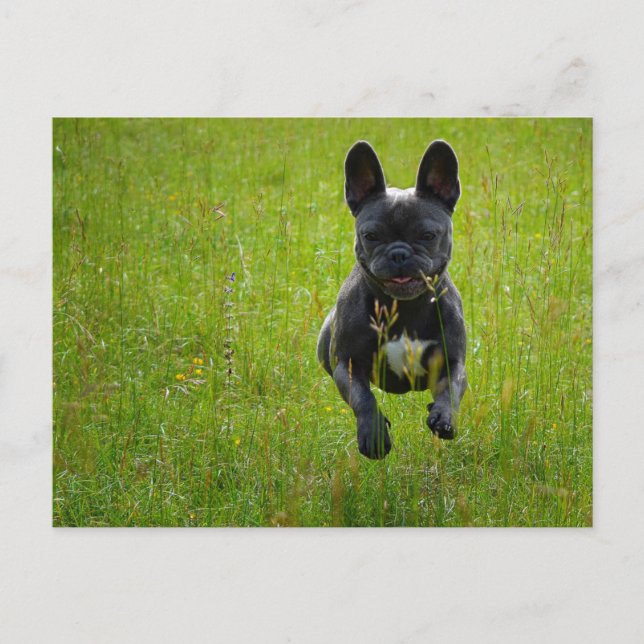 Carte Postale French Bulldog jumping on a high grass field (Devant)