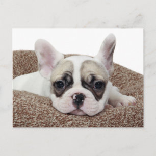 Carte Postale French Bulldog Puppy Lying
