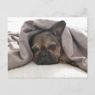 CARTE POSTALE FRENCH BULLDOG RESTING RELAXING POSTCROSSING