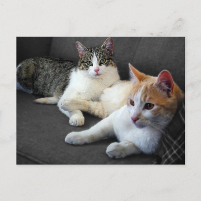 Carte Postale Frère et soeur Kitties (Devant)