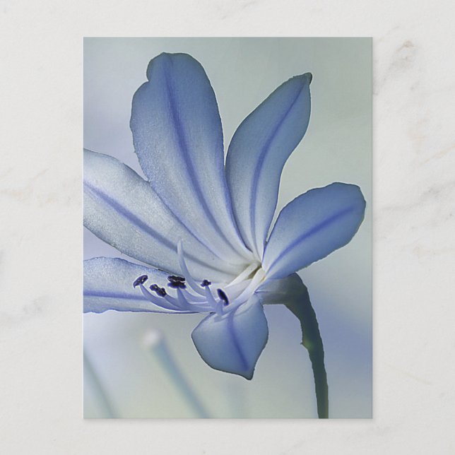 Carte Postale Fresh Blue Flower Photo (Devant)
