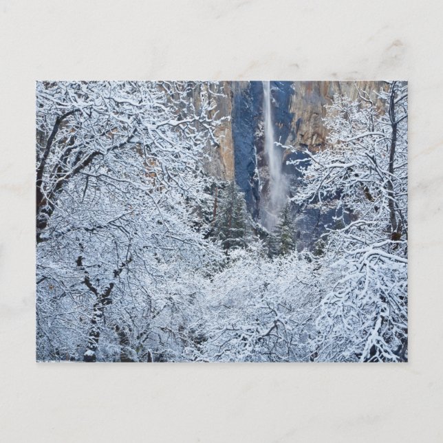 Carte Postale Fresh snowfall in the trees below Bridalveil (Devant)